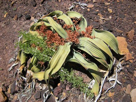 Top 10 Most Endangered Plants on Earth