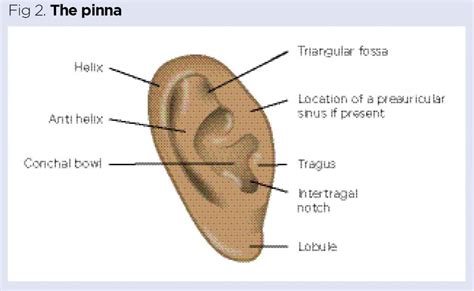 The structure and function of the ear and its role in hearing and ...