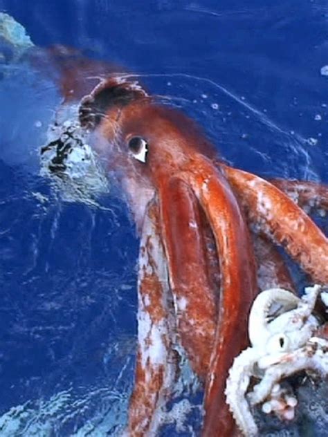 Giant Squid Pictures | Bruin Blog