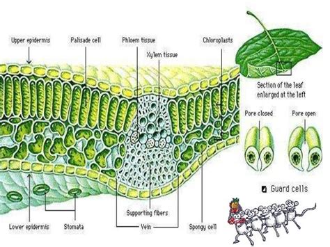 Gambar Struktur Daun Monokotil – pulp