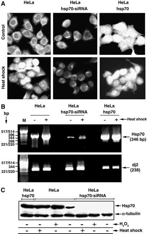 Hsp70 protein is differently expressed in control cells, heat-shocked ...