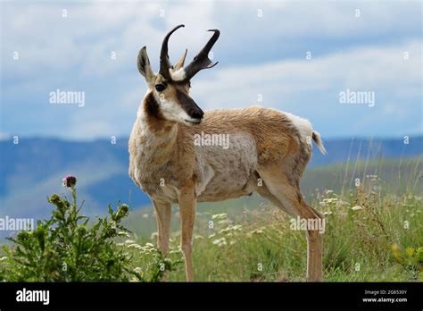 The beautiful Pronghorn, Antilocapra americana, has fantastic markings ...