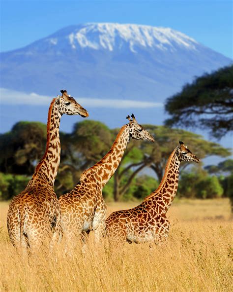 Mount Kenya National Park, Kenya | UNESCO World Heritage Sites | The ...