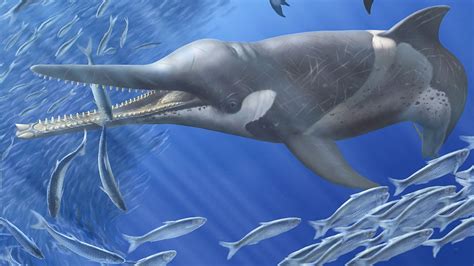 Ancient whale fossilized with its last meal | Science | AAAS