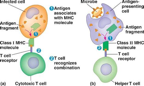 mhc.html 43_09TcellsAndMHC_L.jpg