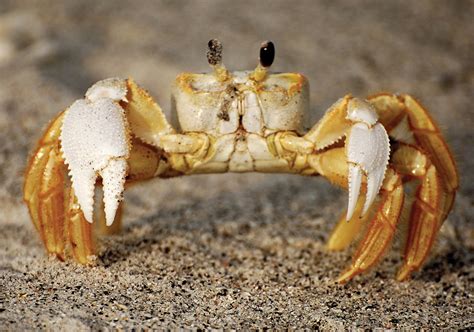 Crab | Wild Life World