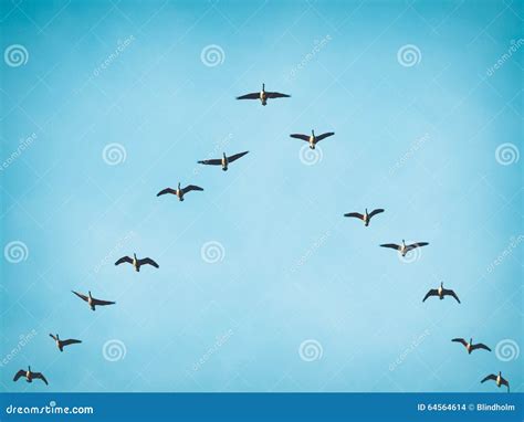 Flying Canada Geese In V Formation Stock Photo - Image of geese, branta ...