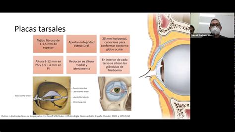 Anatomía de los Párpados - YouTube