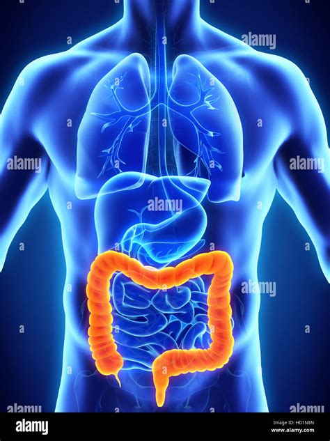 Human Colon Anatomy Stock Photo - Alamy