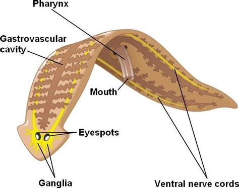 Another diagram of Phylum Platyhelminthes | Scientific drawing, Earth ...