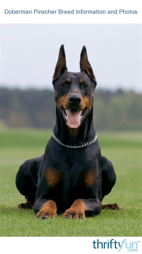 Doberman Pinscher Breed Information and Photos | ThriftyFun