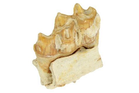 .79" Fossil Early Ungulate (Bachitherium) Jaw - France (#218485) For ...