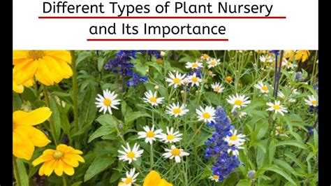 What is a Plant Nursery? Types of Plant Nurseries - Importance of Plant ...