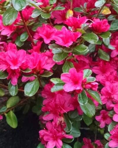 15+ Pink Azalea Varieties – World of Garden Plants