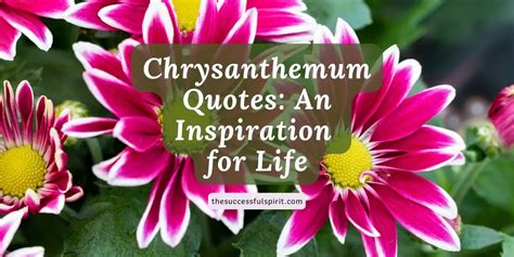 Chrysanthemum Quotes: An Inspiration for Life | Successful Spirit