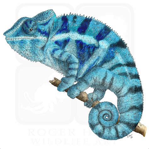 Panther Chameleon - Signed Fine Art Print