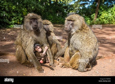 Olive baboon troop at Ngorongoro Crater, Tanzania Stock Photo - Alamy