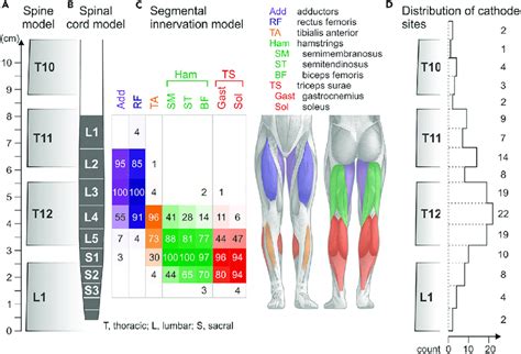 Spinal cord and segmental innervation model (A) Straight-line ...