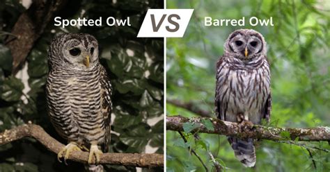 Spotted Owl vs Barred Owl: Key Ways to Identify Them Correctly