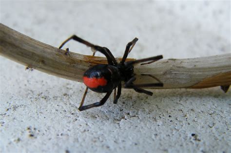 Redback spider | The Life of Animals