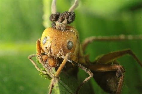 Ophiocordyceps Unilateralis Life Cycle