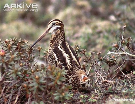 Wood snipe - Alchetron, The Free Social Encyclopedia