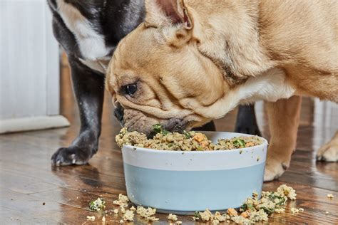 Feeding Your Dog: How Often Should Dogs Eat And How Much?