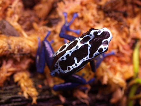 Poison Dart Frog Care Sheet and Information >> Amphibian Care