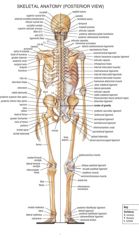 Pin by BamaEMT on EMS Study Material | Human skeleton anatomy, Medical ...