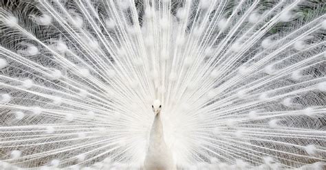 Rare White Peacocks Will Take Your Breath Away