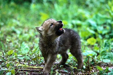 White Wolf : 15 Photos Of Adorable Howling Wolf Pups Will Make Your Day