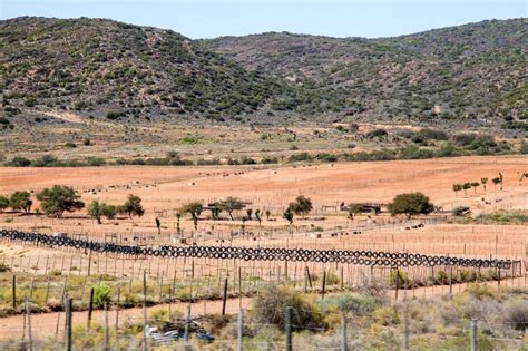 Ostrich farm near Kammanassie Dam. Klein Karoo. South Africa ...