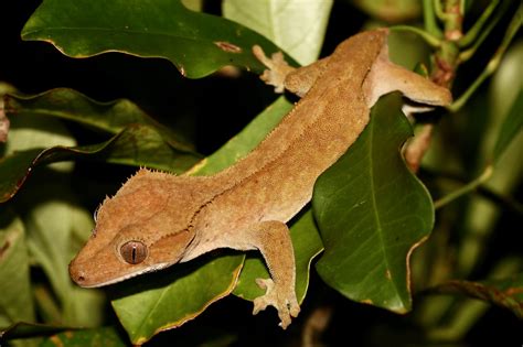 Crested gecko - Wikiwand