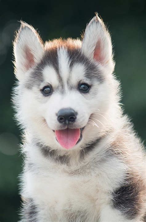 Find out why this puppy's ears are healthy and more fascinating dog ...