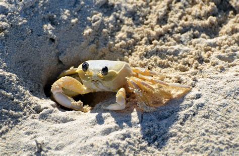 Can You Eat Sand Crabs and How Does It Taste?