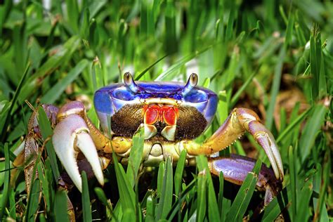 Blue Land Crab Photograph by Mark Andrew Thomas - Fine Art America