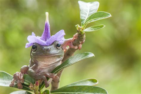 Frog Flower Hat - Frog with Flower Hat | Frog pictures, Pet frogs, Frog