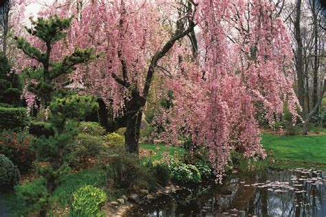 When to plant cherry blossom trees | Choosing a Location for Cherry ...