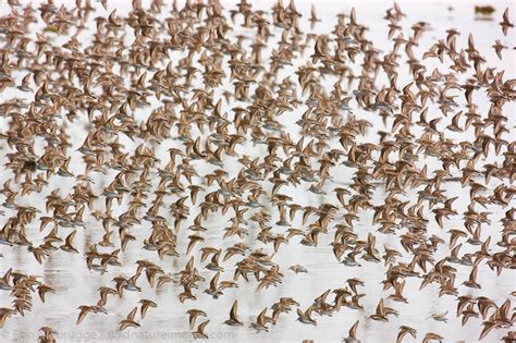 Shorebird Migration | Photos by Ron Niebrugge