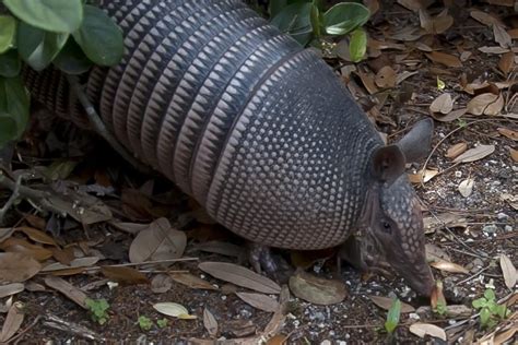 Armadillo Burrow Diagram