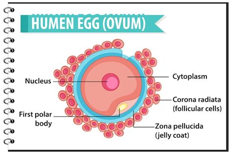 Free Vector | Human egg or ovum structure for health education infographic