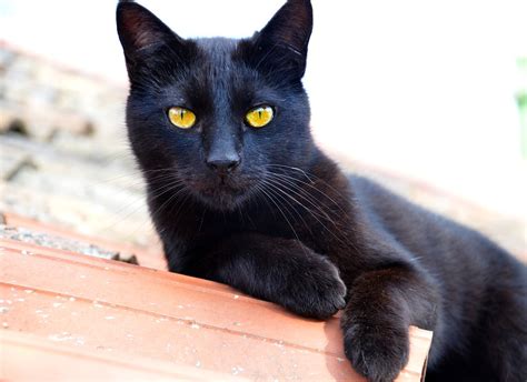 8 Cosas de los Gatos Negros que NUNCA te habían contado, ¡descúbrelo!