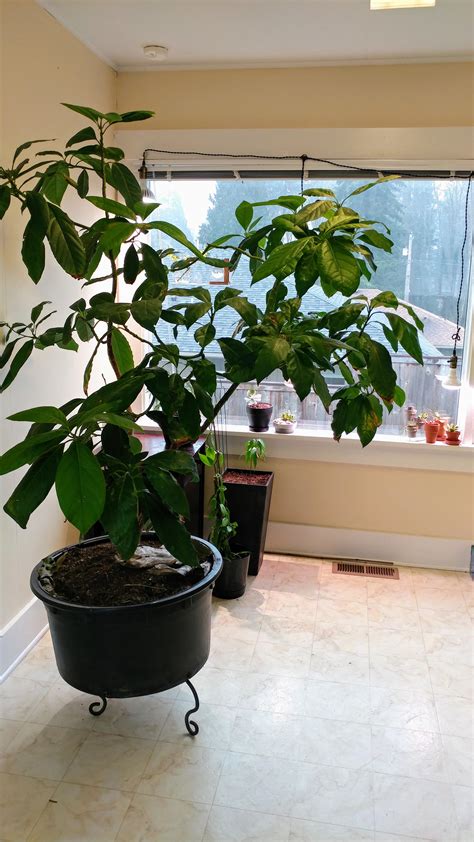 Are Avocado Plants Indoor Or Outdoor? A Guide To Growing Avocados At ...