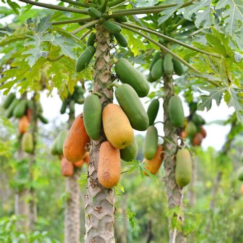 Amazon.com : QAUZUY GARDEN 25 Papaya Seeds Pawpaw Paw Paw (Carica ...