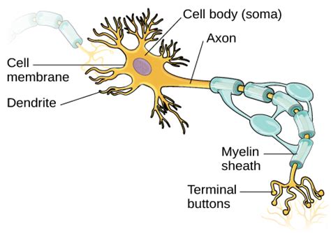 Cells of the Nervous System | Introduction to Psychology