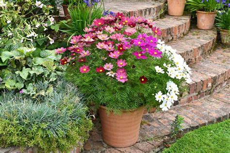 How to Grow Cosmos in Containers | Gardener’s Path