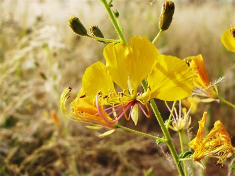 Holes in My Soles: Namibia's Wildflowers. Posies For My Readers.