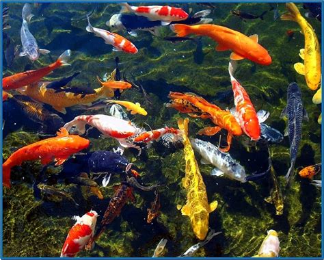 Koi Fish Pond Screensaver - Download-Screensavers.biz