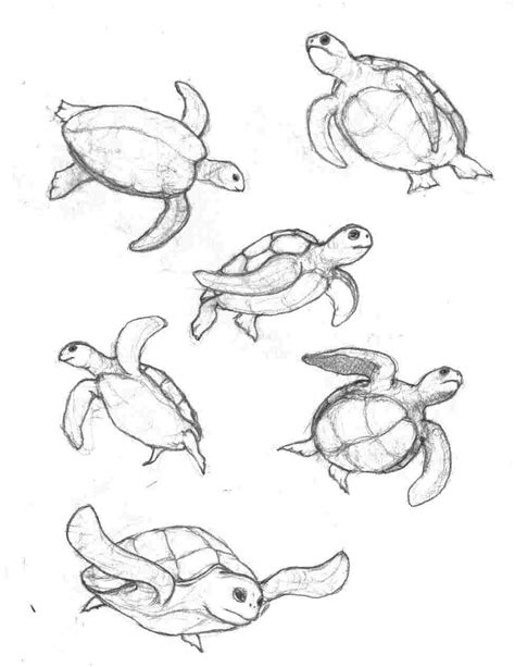 Seaturtle drawing easy - fastopia