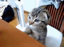 Cats Standing GIF - Cats Standing - Discover & Share GIFs